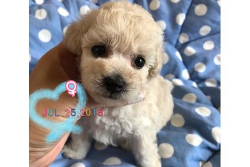 成約済の愛媛県のトイプードル-53351の5枚目